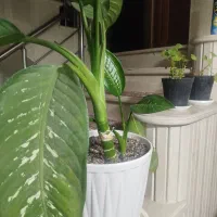 گل و گلدان فروشی