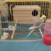 عروس هلندی دستی