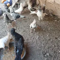 کبوترپرشی