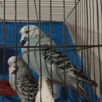 معاوضه مرغ عشق انگلیسی