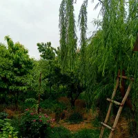 باغ ویلا 1000 متری سرسبز قلعه سفید گلدشت نجفآباد|فروش خانه و ویلا|اصفهان, شاه پسند|دیوار