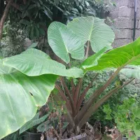 فروش گل باباآدم