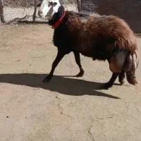 قوچ افشار پلنگی|حیوانات مزرعه|چادگان, |دیوار