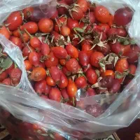 گلدیک