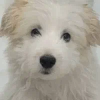 واگذاری سگ مالتیپو نر