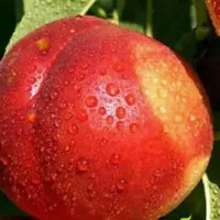 پیش فروش نهال شلیل مغان دوساله|خدمات باغبانی و درختکاری|جیرنده, |دیوار