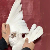 کفتر گرفتنی برج