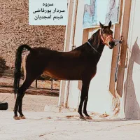 مادیان۴ ساله دو سر شجره قوی