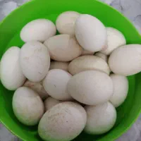 تخم غاز، تازه وسالم