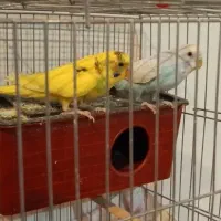 یک جفت مرغ عشق با وسایل