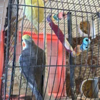 عروس هلندی نروماده|پرنده|پرند, فاز ۲|دیوار