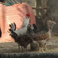 فروش خروس