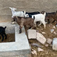 ۱۸عدد کهره نرماده کردی اصیل همه دوقلو و بره شیری