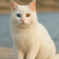 کیسه آچار پیدا شده