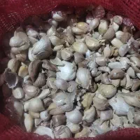 محصول سیر همدان