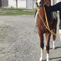 اسب پنج نشان عالی|اسب و تجهیزات اسب‌سواری|ملایر, |دیوار