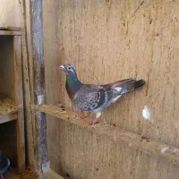 پلاکی|پرنده|شهرکرد, |دیوار