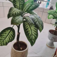 گل دیفن رایگان