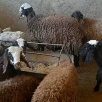 بره وقوچ