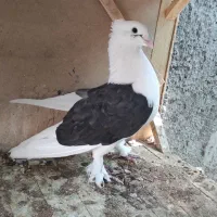 کفتر پرشی نر دوکت