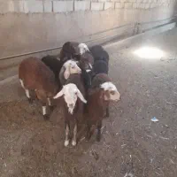 بره شیری|حیوانات مزرعه|شراء, |دیوار