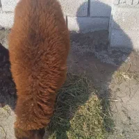 بره قزل افشار ماده|حیوانات مزرعه|تبریز, |دیوار