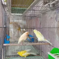 چند نمونه قناری|پرنده|خمینی‌شهر, |دیوار