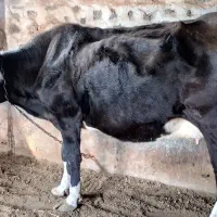 فروش گاو سیمینتال با گوساله نر اصل درجه یک.