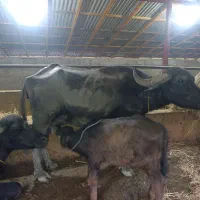 گاومیش جوان به  همراه گوساله