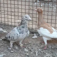 کبوتر هفرنگ زرد یهودی کبود خطی ماده خوشرنگ سیاه|پرنده|تاکستان, |دیوار