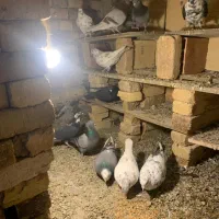 کبوترپرشی|پرنده|نوشین شهر, |دیوار