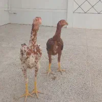 جوجه لاری