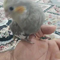 پرنده