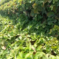 بذر توت فرنگی کاماروس . سابرینا|گل و گیاه طبیعی|علیآباد کتول, |دیوار