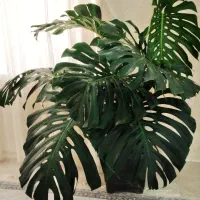 گل اپارتمانی و بیرونی