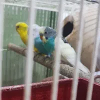 چهار عدد مرغ عشق