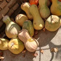 کدو تنبل یا کدو حلوایی