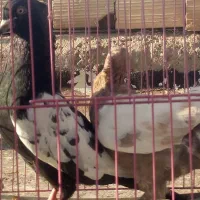 کبوتر سینه ای زاغ دم سفیدشیرازی|پرنده|کوهبنان, |دیوار