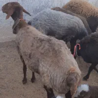 فروش میش هترو|حیوانات مزرعه|سبزوار, قصبه شرقی|دیوار