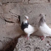 طوقی|پرنده|کرمانشاه, |دیوار