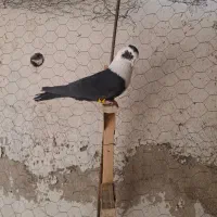 مخمل سیاه بینظیر وماده مخمل خشمزی