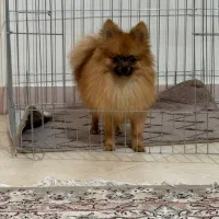 پامر روباهی اصیل