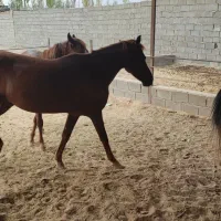 اسب|اسب و تجهیزات اسب‌سواری|نگار, |دیوار
