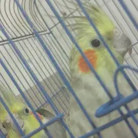 عروس هلندی|پرنده|صوفیان, |دیوار