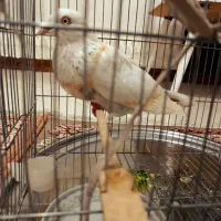 کبوتر فروشی