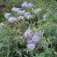 آویشن پونه چای کوهی 0