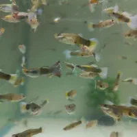 ماهی کوپی خوش رنگ|ماهی|اصفهان, سروستان|دیوار