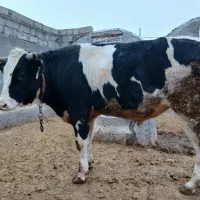 یک رس گوساله نر هلشتاین