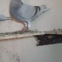 پلاکی|پرنده|شیراز, حومه شیراز|دیوار