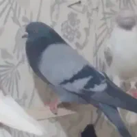 ۴۰عدد کفتر غریب همه پرشتی|پرنده|کوهدشت, |دیوار